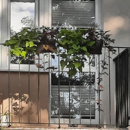 Apartament Jak W Domu Zamość Eksteriør billede